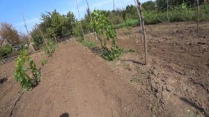 Пора прибрать огород, поймали богомола