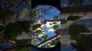 Обычный телескоп рефрактор ахромат 152/990.