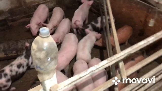 Продам поросят//Обзор хозяйства// смотреть онлайн