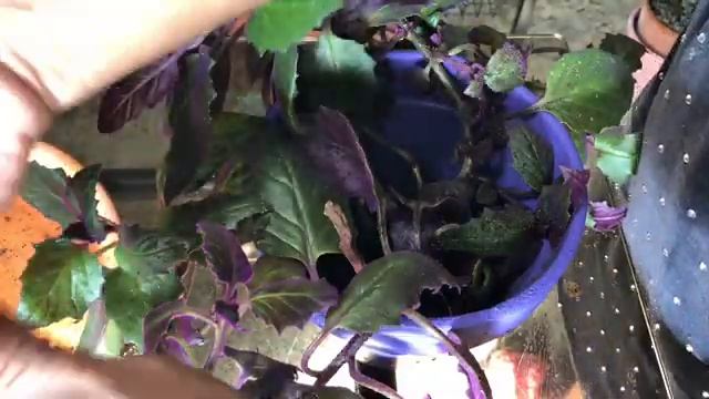 The Calathea, Purple Velvet, & Ornamental Pine Plant