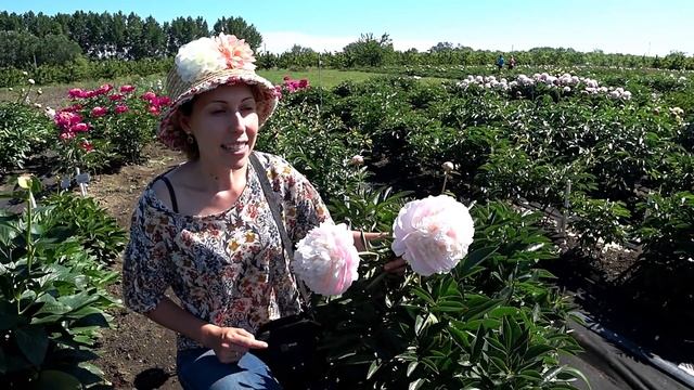 Душистый розовый пион ADONIS / Сад Ворошиловой