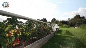 Ранние и неприхотливые томаты для открытого грунта - Сорт Мальчик-с пальчик