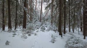 snow-covered forest 4 k #russia #dji #forest #nature  #short