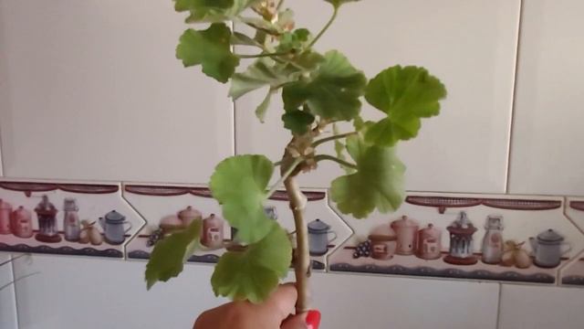 COMO REPRODUCIR GERANIOS MUY RAPIDO смотреть онлайн