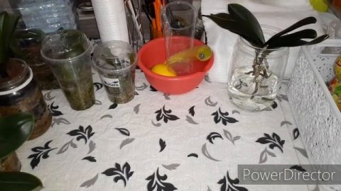 #Реанимация#орхидей с Нуля , 3 способа, супер результаты ???