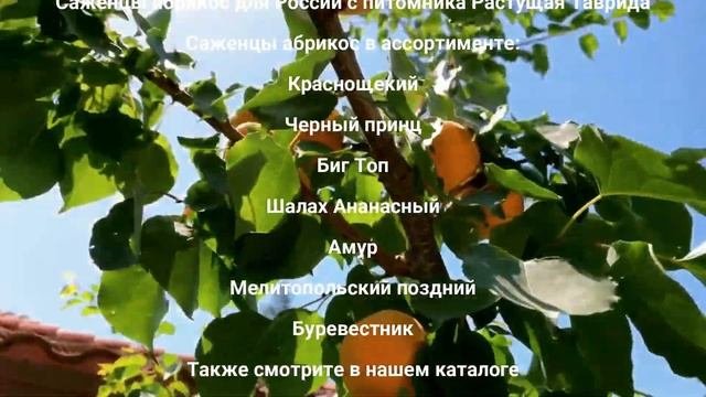 Саженцы абрикоса Россия | Растущая Таврида