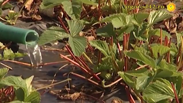 Земляника под черным агрилом: нет сорняков и гнили смотреть онлайн