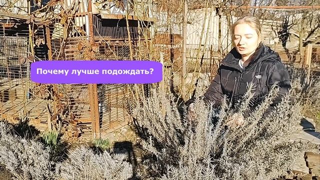 Весенняя обрезка лаванды. Почему стоит подождать?