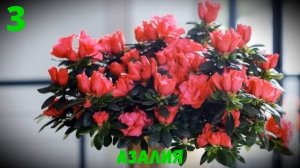 ТОП-5 комнатных растений, которые цветут в декабре
