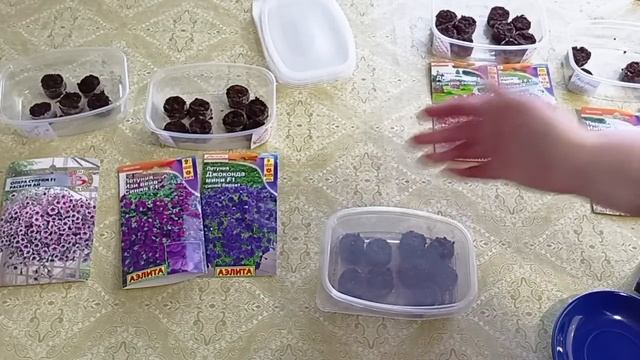 Ранний посев каскадной и ампельной петунии сдвигает сроки цветения на более ранние.15.01.2023 смотреть онлайн