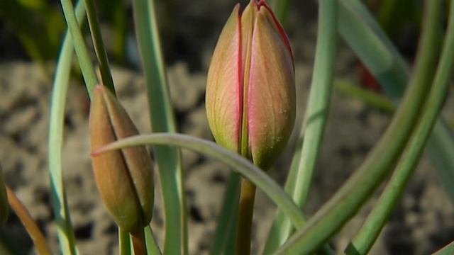 Тюльпан Карликовый 25_04_2019 ч1 смотреть онлайн