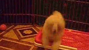 Дарик рычит на камеру