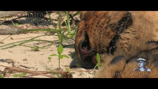 Facts About Black Mambas 01 смотреть онлайн