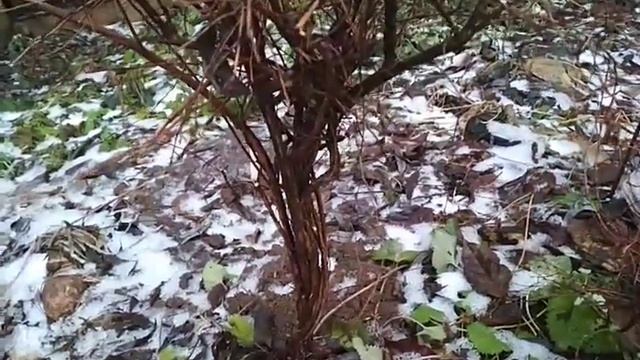 лапчатки после "модной" стрижки