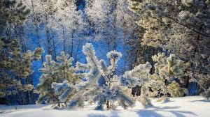 Зимняя природа Дальнего Востока