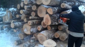 Как распилить зимой берёзовую древесину на дрова 