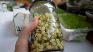 Проростки 3 способа проращивания. Самые длинные корни