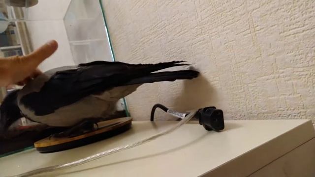 Карлушу можно погладить смотреть онлайн