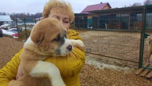 Сколько стоит содержать собаку? Завели ДВУХ АЛАБАЕВ. Цены на питание и содержание. Азиатская овчарк