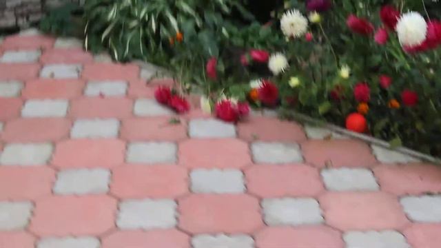 Чихуахуа.Щенки Питомника Валентра стар.www.valentra.ru