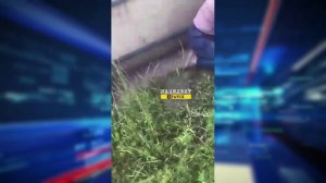 Школьница избила сверстника в Братске