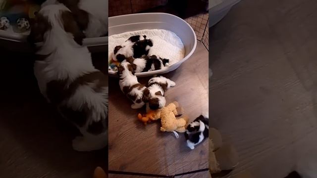 Помёт " Р" ши-тцу 5 девочек и 1 мальчик предлагаются к резервированию. Д. р. 18 ноября 2023г. смотреть онлайн