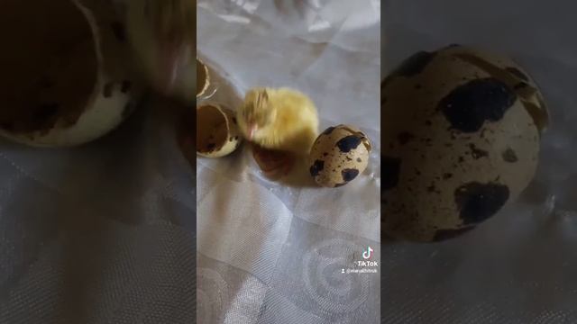 Техасский Белый перепел,  самый крупный из мясных пород