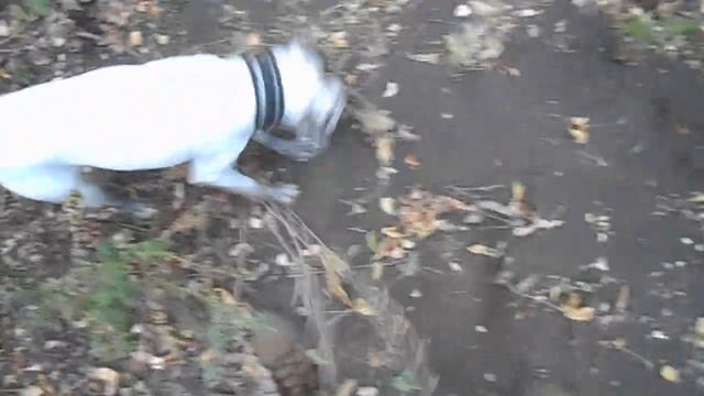 Чайный поход/ Топливо донецких степей #2 Навоз как горючее смотреть онлайн