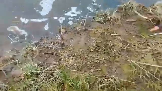 забота о поголовье ракообразных в районе Ворсменской плотины (Кишма) смотреть онлайн