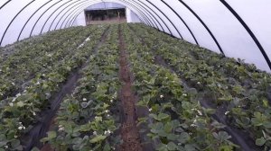 ЦВЕТЕНИЕ КЛУБНИКИ! ЧТО МЫ ДЕЛАЕМ В ЭТО ВРЕМЯ!