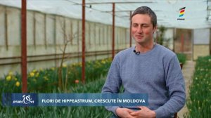 FLORI GIGANTICE DE HIPPEASTRUM SAU CRINI DE BRAZILIA CRESCUŢI ÎN MOLDOVA, LA BARDAR