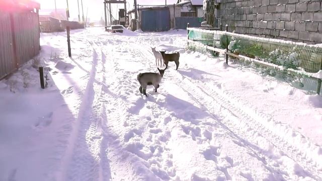 Как вырастить здоровых козлят_ ВИТАМИН D_часть1 смотреть онлайн