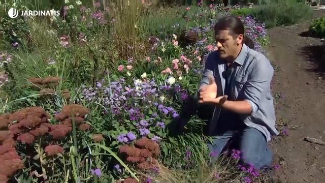 El Sedum spectabile o sedum de otoño - Decogarden - Jardinatis смотреть онлайн