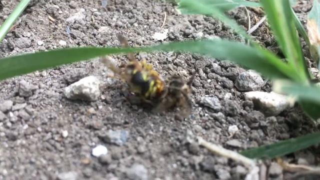 Шокирующий бой пчелы и осы смотреть онлайн