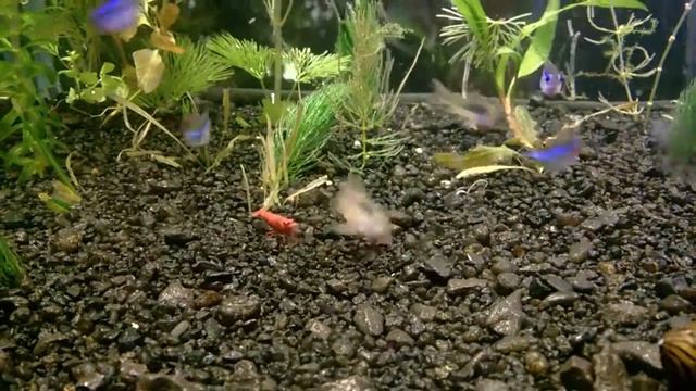 Креветки вишни, неоны, коридорасы смотреть онлайн