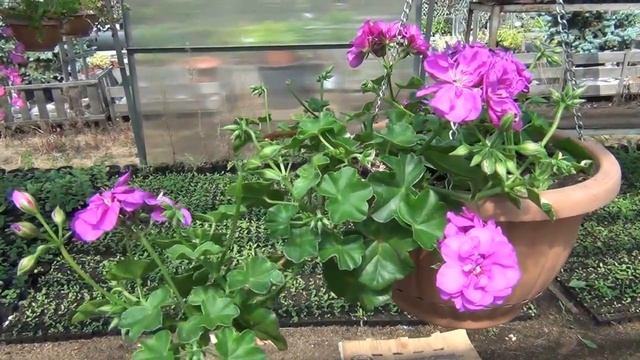 Ампельные герани в Омске смотреть онлайн