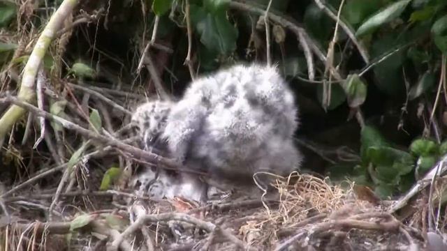ГНЕЗДОВЬЯ ЧАЕК НА ОСТРОВЕ АЛЬКАТРАС. La Isla de los Alcatraces. San Francisco смотреть онлайн