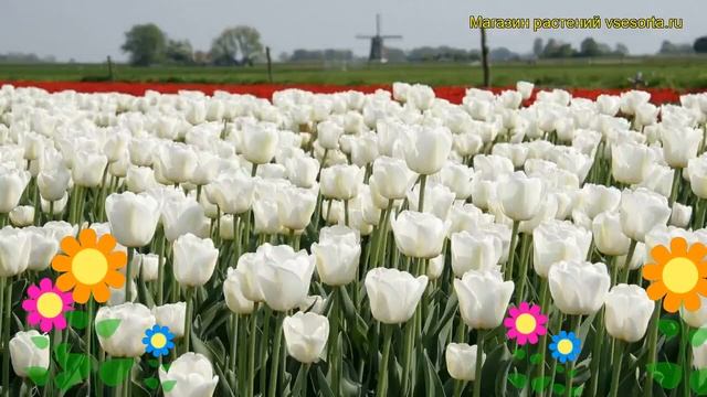 Тюльпан триумф Антарктика. Краткий обзор, описание характеристик, где купить луковицы Antartica смотреть онлайн