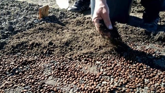 Высадка 375000 кедровых орешков за один день Зеленоградский кедровый питомник