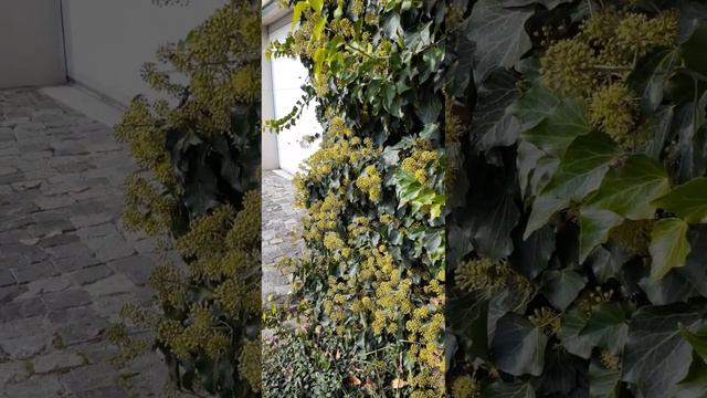 Bees on ivy flowers смотреть онлайн