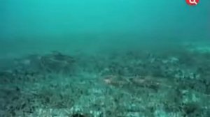 37 1976 Великий поход лангустов - Подводная одиссея команды Кусто