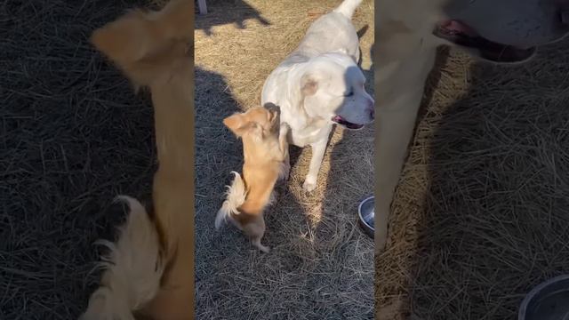 Чихуашно-точечный массаж. Кира своих алабаев очень любит #алабай #dog #animaldog #чихуахуа #милота смотреть онлайн