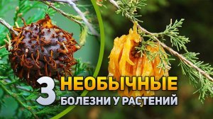 3 необычные болезни у растений | DeeaFilm