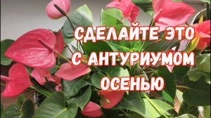 ОСЕНЬЮ Опрыскайте ТАК АНТУРИУМ и БОЛЕЗНИ и ГНИЛИ НЕ СТРАШНЫ! Даже дохлый цветок оживет!