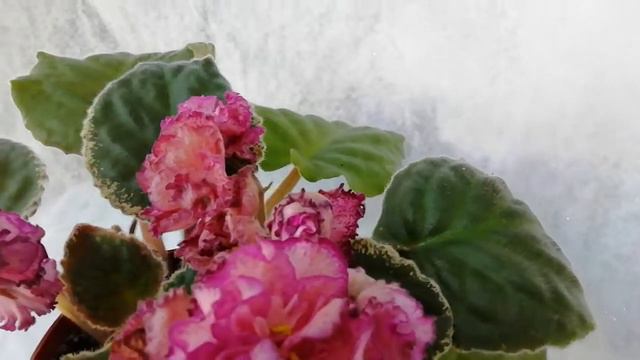 ЛЕ-Софья смотреть онлайн