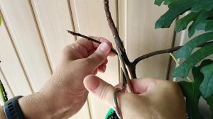 Черенкование инжира