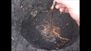 Посадка винограда -  от ямы до первичной обрезки