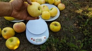 Яблоня Снежный кальвиль