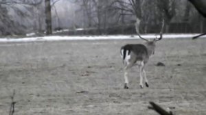 Лошади Пржевальского, зубры, бизоны, олени ...