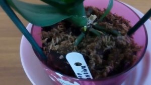 Еще одна орхидея дала детку! Орхидеи сговорились давать потомство?!